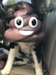 Poo buster pic